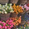 floralmca
